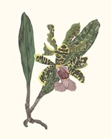 Orchid Display II Fine Art Print