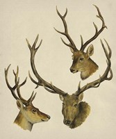 Wild World I Framed Print