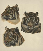 Wild World II Framed Print