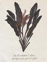 Seaweed Study I Fine Art Print