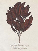 Seaweed Study II Fine Art Print