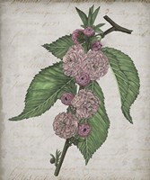 Floral Memory I Fine Art Print