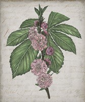 Floral Memory II Fine Art Print