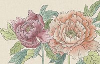 Peony Blooms IV Fine Art Print