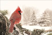 Winter Perch Fine Art Print