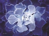 Blue Succulent I Fine Art Print