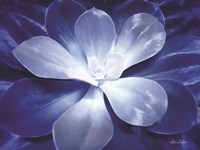 Blue Succulent II Fine Art Print