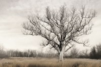 Earth & Sky Fine Art Print