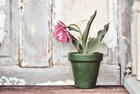 Take a Bow Tulip Fine Art Print