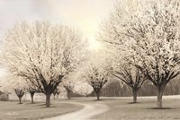 In Full Bloom Fine Art Print