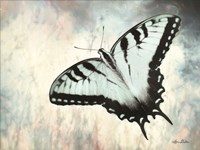 Teal Butterfly II Fine Art Print