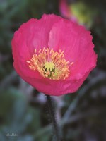 Floral Pop I Fine Art Print