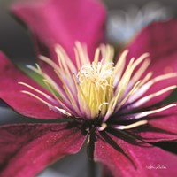 Floral Pop II Fine Art Print