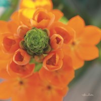 Floral Pop IV Fine Art Print