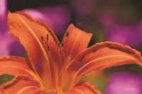 Floral Pop V Fine Art Print