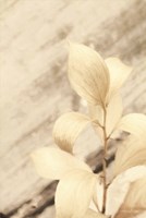 Golden Leaves Fine Art Print