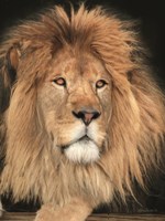 King of the Jungle Fine Art Print