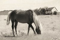 Summer Grazing Fine Art Print