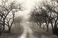 Foggy Lane Fine Art Print