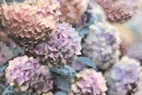 Hydrangeas Abstract Fine Art Print