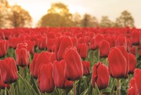 Tulips from Twente Fine Art Print
