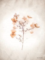 Dried Flowers Fine Art Print