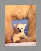 Polar Bear Cub Fine Art Print