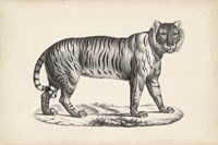 Female Tiger Fine Art Print