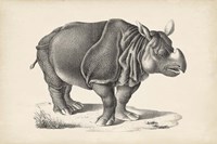 Rhinoceros Fine Art Print