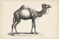 Dromedary Fine Art Print