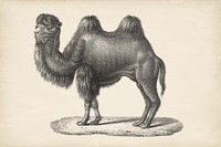 Camel Fine Art Print