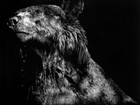 Ursa Major Fine Art Print