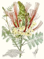 Tropical Variety II Framed Print