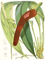 Tropical Variety V Framed Print