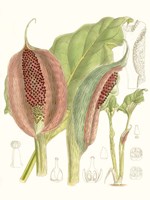 Tropical Variety VI Framed Print