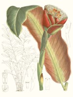 Tropical Variety VII Fine Art Print