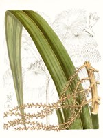 Palm Melange VIII Fine Art Print