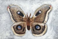 Papillon de Nuit II Fine Art Print