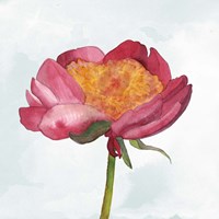Joyful Peony II Fine Art Print