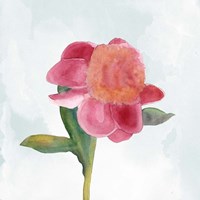 Joyful Peony III Fine Art Print