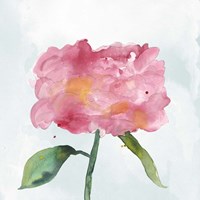 Joyful Peony IV Fine Art Print