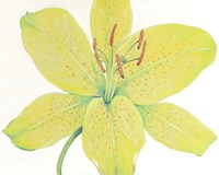 Citron Tiger Lily I Fine Art Print