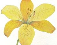 Citron Tiger Lily II Fine Art Print