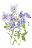 Columbine Spray I Fine Art Print