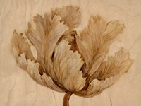 Sepia Tulip on Birch I Fine Art Print