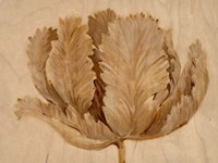 Sepia Tulip on Birch II Fine Art Print
