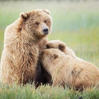 Bear Life II Fine Art Print