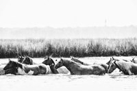 Water Horses III Fine Art Print