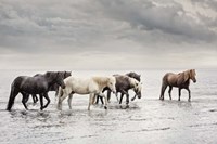 Water Horses IV Fine Art Print
