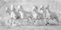 Water Horses V Fine Art Print